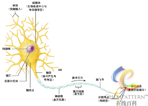 图12-27 神经元－突触结构示意图